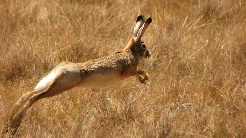 assets/Abyssinian_Hare_(Lepus_habessinicus)_running.jpg